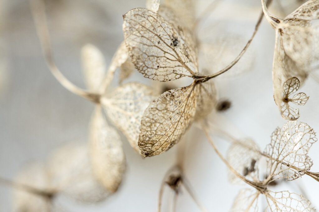 Comment un jardin d&rsquo;hiver vous permet de profiter de la nature toute l&rsquo;année ?