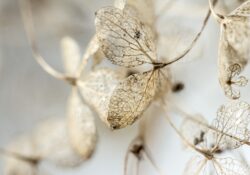 Une plante d'hiver