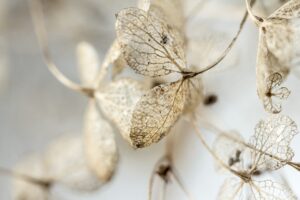 Une plante d'hiver