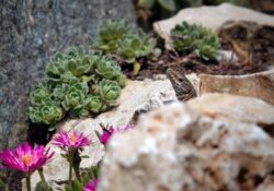 Un jardin de rocaille