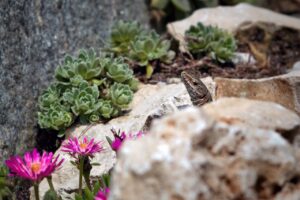 Un jardin de rocaille
