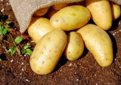 Des pommes de terre