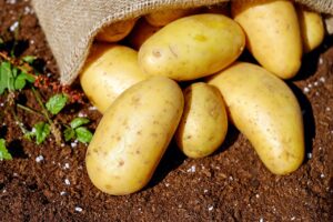 Des pommes de terre