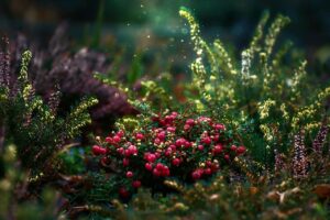 Un jardin fruitier