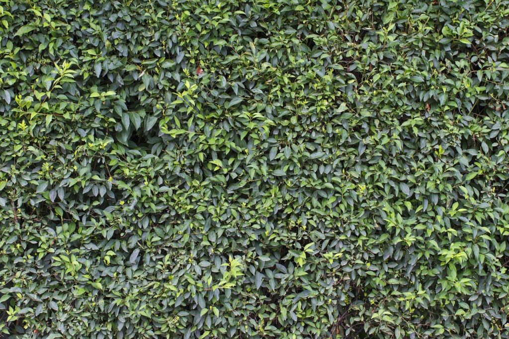 Les bénéfices des jardins verticaux pour les petits espaces