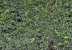 Un jardin vertical