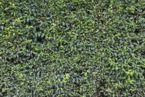 Un jardin vertical
