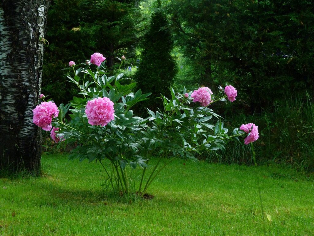 Les jardins à l&rsquo;ombre : un choix astucieux pour les zones peu ensoleillées