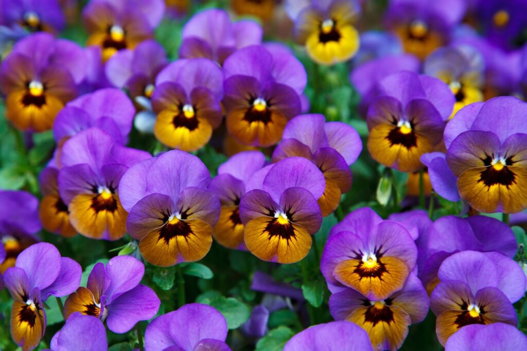 Pourquoi opter pour un jardin d&rsquo;agrément pour embellir votre extérieur