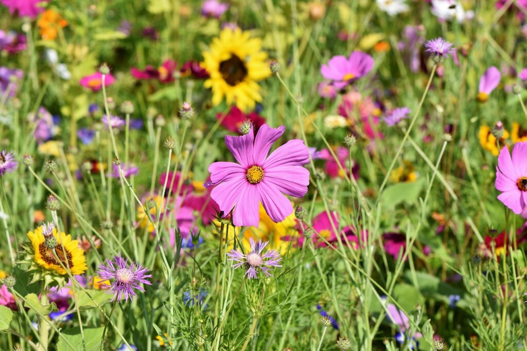 Pourquoi opter pour un jardin sauvage pour favoriser la biodiversité