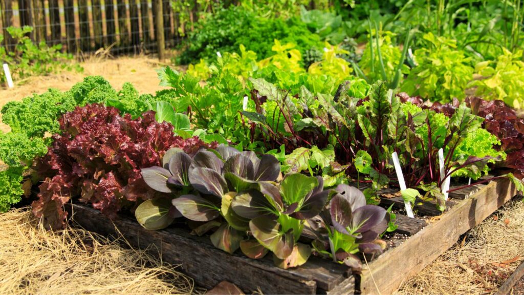 Un jardin potager