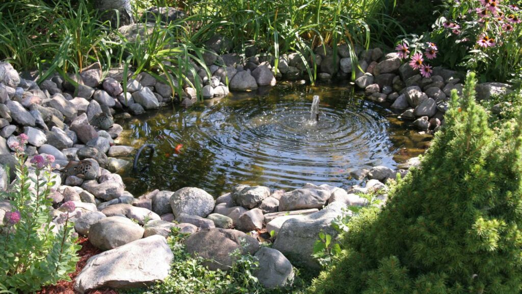 Le bassin d'un jardin aquatique