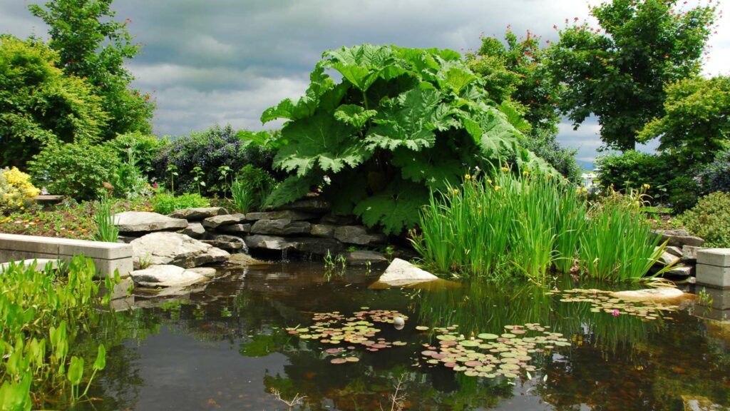 Découvrez les avantages des jardins aquatiques