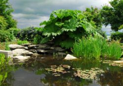 Un jardin aquatique