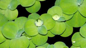 Des plantes aquatiques
