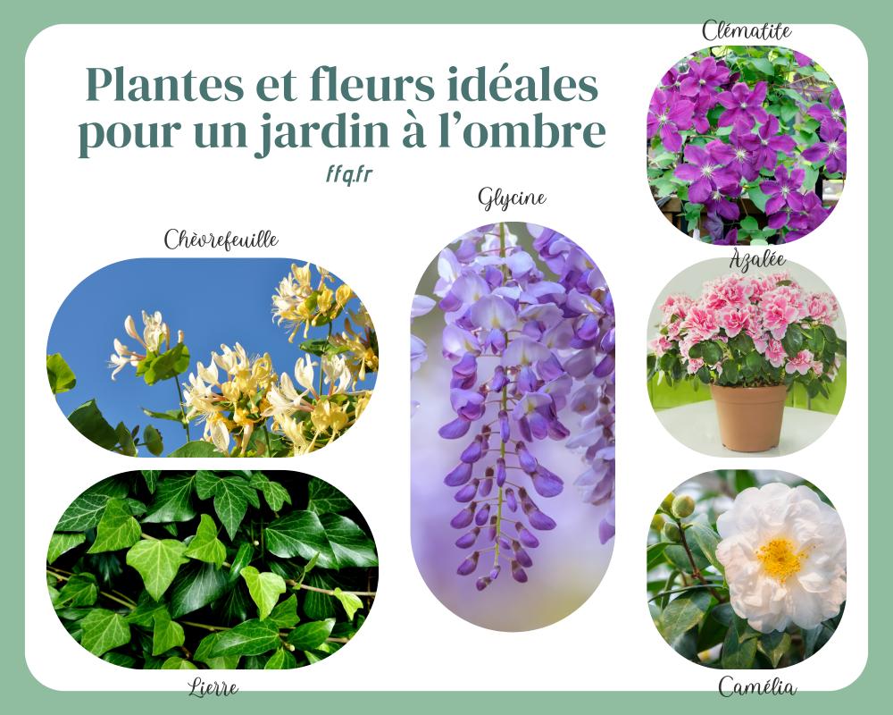 plante fleur jardin ombre