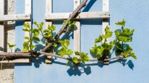 Une plante grimpante